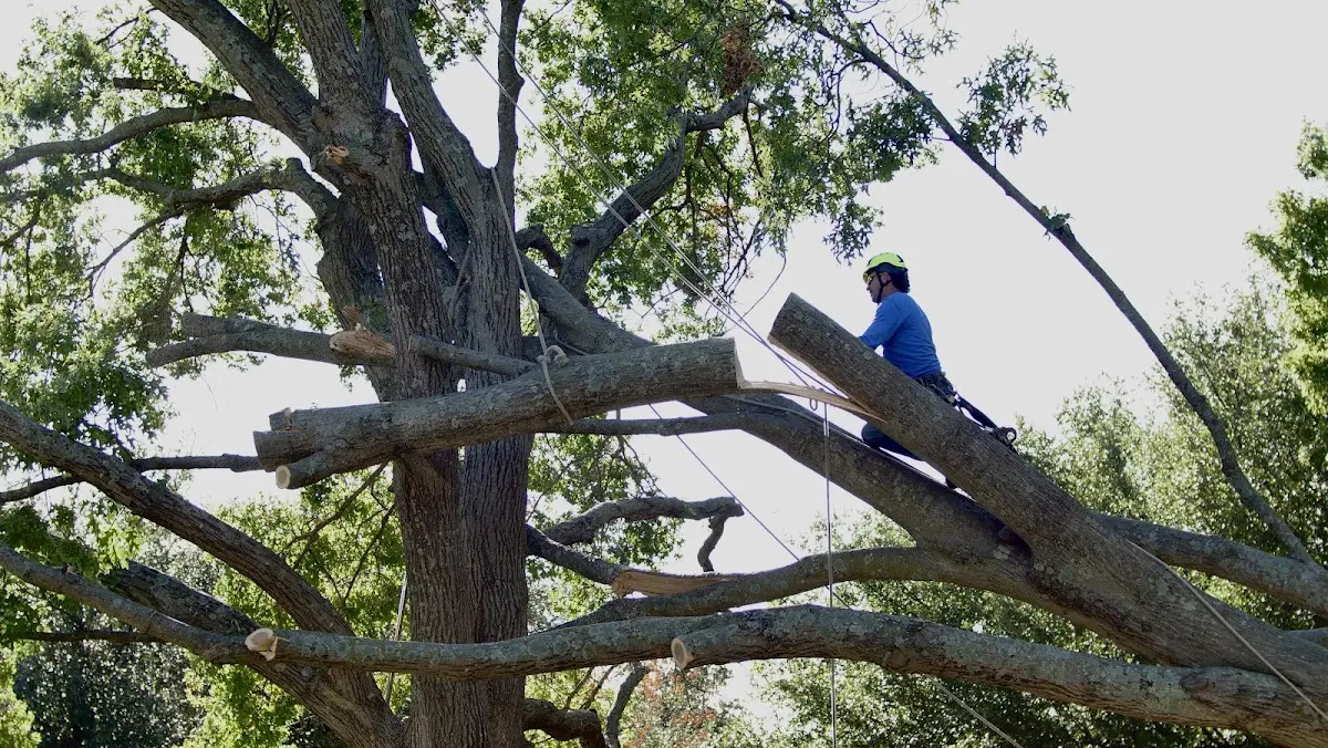 Professional Hazardous Tree Removal performed by certified arborists in Arcola