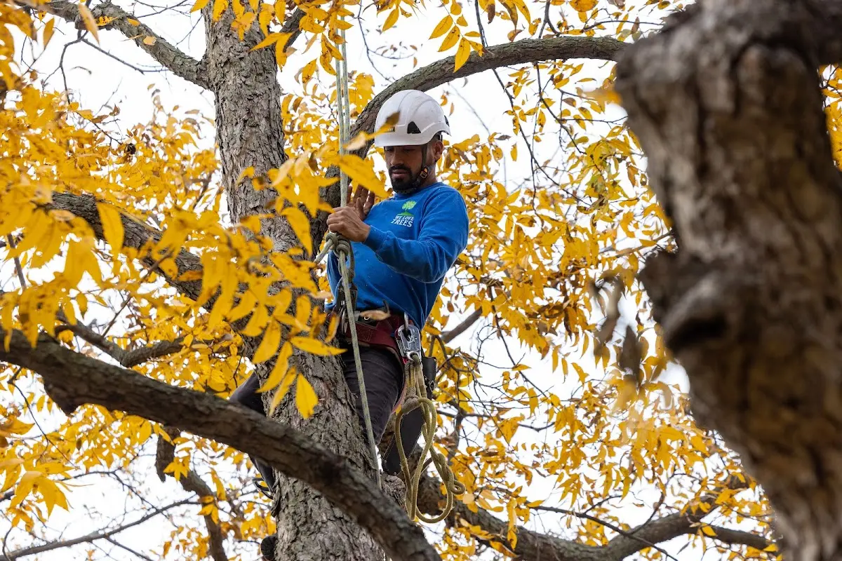 Skilled Tree Planing crew working in Arcola